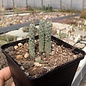 Cylindropuntia ramosissima       (dw)