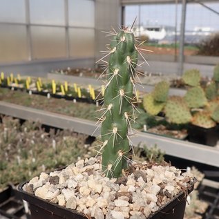 Cylindropuntia imbricata cv. Stürzer      (dw)