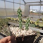 Cylindropuntia viridiflora cv. Frank      (dw)