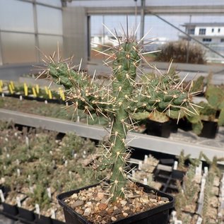 Cylindropuntia imbricata cv. Krätschmer      (dw)