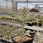 Cylindropuntia imbricata cv. Krätschmer      (dw)