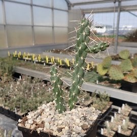 Cylindropuntia imbricata   Sandia Mnts, New Mexico, USA    (dw)