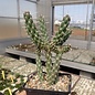 Cylindropuntia whipplei cv. Würzburg 333      (dw)