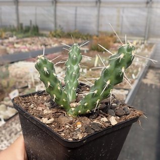 Cylindropuntia whipplei  DJF 167 Snowflake, AZ    (dw)