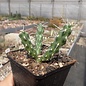 Cylindropuntia whipplei  DJF 167 Snowflake, Arizona, USA    (dw)