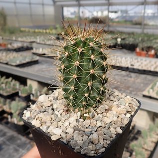 Echinocereus coccineus-Hybr.       (dw)