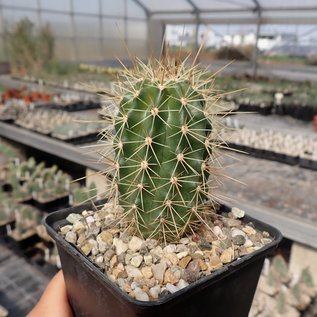 Echinocereus coccineus  SB 236 Jarilla, Mts., NM    (dw)