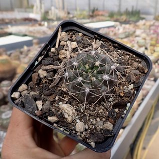 Gymnocalycium gibbosum v. brachypetalum      (dw)