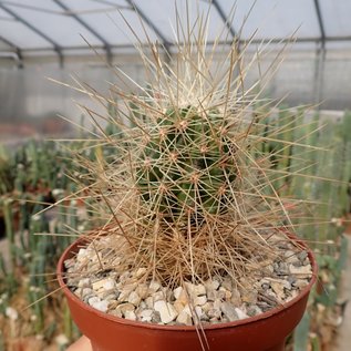 Echinocereus stramineus