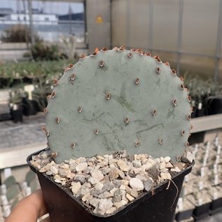 Opuntia macrocentra  SB 911 Orogrande, New Mexico    (dw)