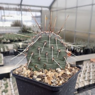 Opuntia rhodantha cv. Rosenheim      (dw)