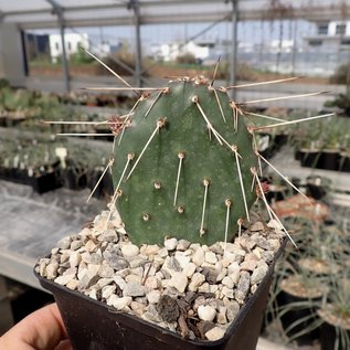 Opuntia xanthostemma       (dw)