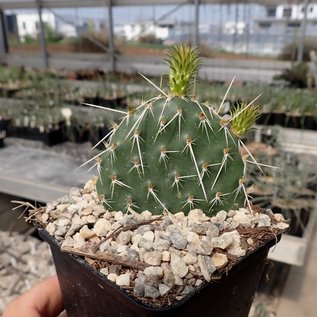 Opuntia polyacantha cv. Chrystal Tide/Richter      (dw)