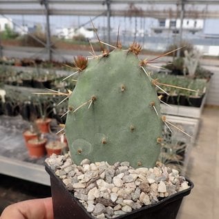 Opuntia phaeacantha cv. Kaiserstuhl      (dw)