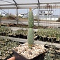 Opuntia basilaris v. aurea cv. Prairie Fire      (dw)