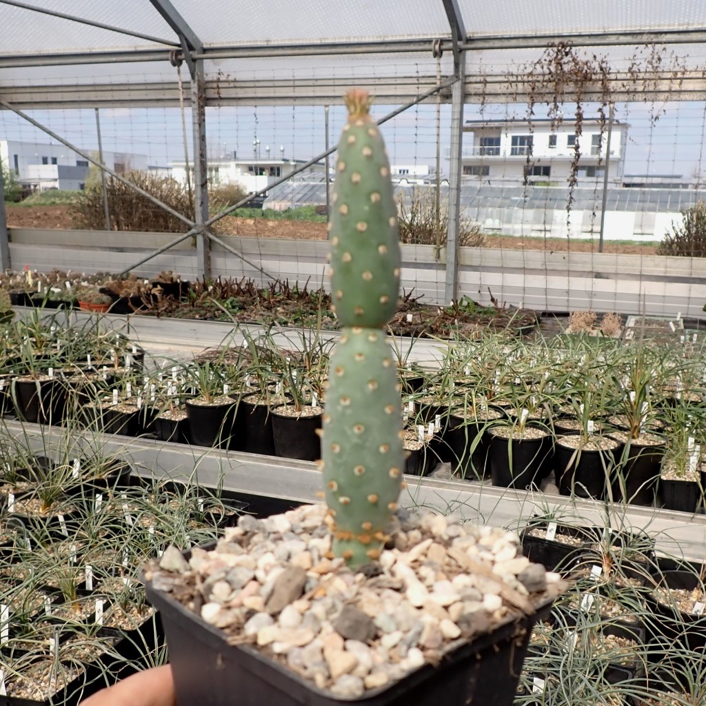 Opuntia basilaris v. aurea cv. Prairie Fire (dw) Uhlig Kakteen Über