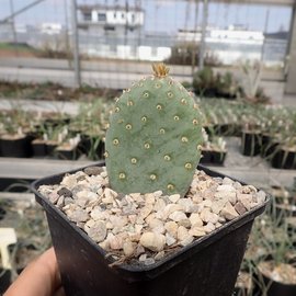 Opuntia basilaris heilii  Goblin Valley, Utah, USA    (dw)