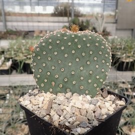 Opuntia basilaris cv. Moab      (dw)