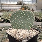 Opuntia basilaris cv. Moab      (dw)