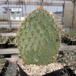 Opuntia strigil cv. Kurt      (dw)