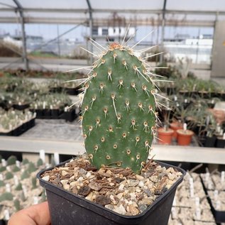 Opuntia hystricina-Hybr. cv. Manu      (dw)