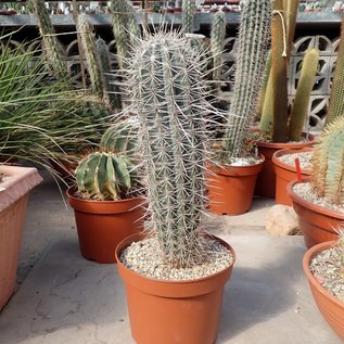 Pachycereus pringlei L