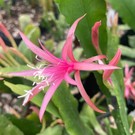 Epiphyllum-Hybr. Frühlingslust