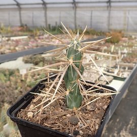 Cylindropuntia davisii   Quay Co., New Mexico, USA    (dw)