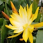 Epiphyllum-Hybr. Kiwi Honey Bright