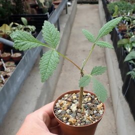 Bursera cuneata   Tepoztlan - Moralos