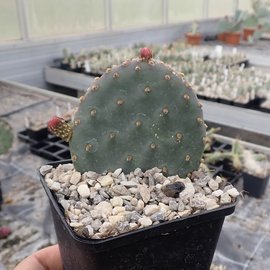 Opuntia basilaris v. aurea X polyacantha JRT 610 Piute Co., Utah, USA    (dw)