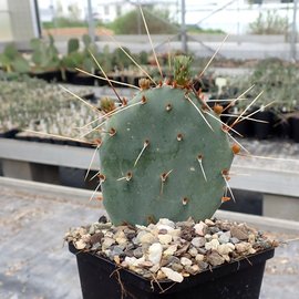 Opuntia pottsii  DJF 1447 SW von Albuquerque, Bernalillo County, New Mexico, USA, 1619 m       (dw)