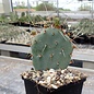 Opuntia pottsii  DJF 1447 Sud ouest dAlbuquerque, Bernalillo County, New Mexico, 1619 m       (dw)