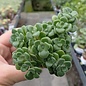 Aeonium lindleyi