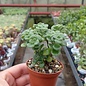 Aeonium lindleyi