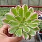 Aeonium arboreum cv. Tricolor