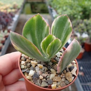 Crassula ovata variegata