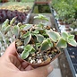 Crassula pellucida ssp. marginalis cv. variegata