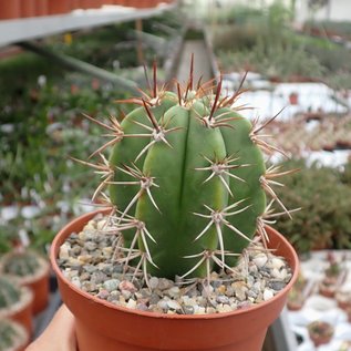 Melocactus griseoloviridis  HU 405