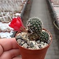 Rebutia zecheri  WR 650 Tarija, Isacayachi, Tarija