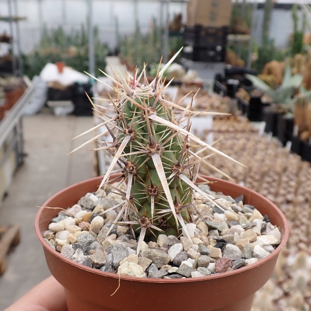 Stenocereus eruca Uhlig Kakteen Über 5000 verschiedene Arten