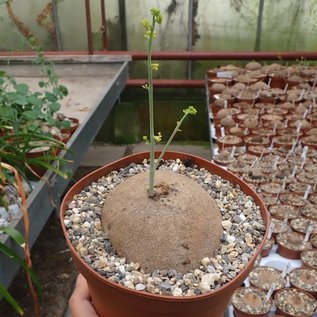 Stephania erecta, senza vaso
