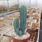 Myrtillocactus geometrizans