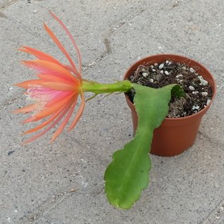 Epiphyllum-Hybr. Losone