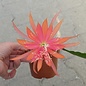 Epiphyllum-Hybr. Losone