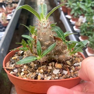 Pachypodium rosulatum