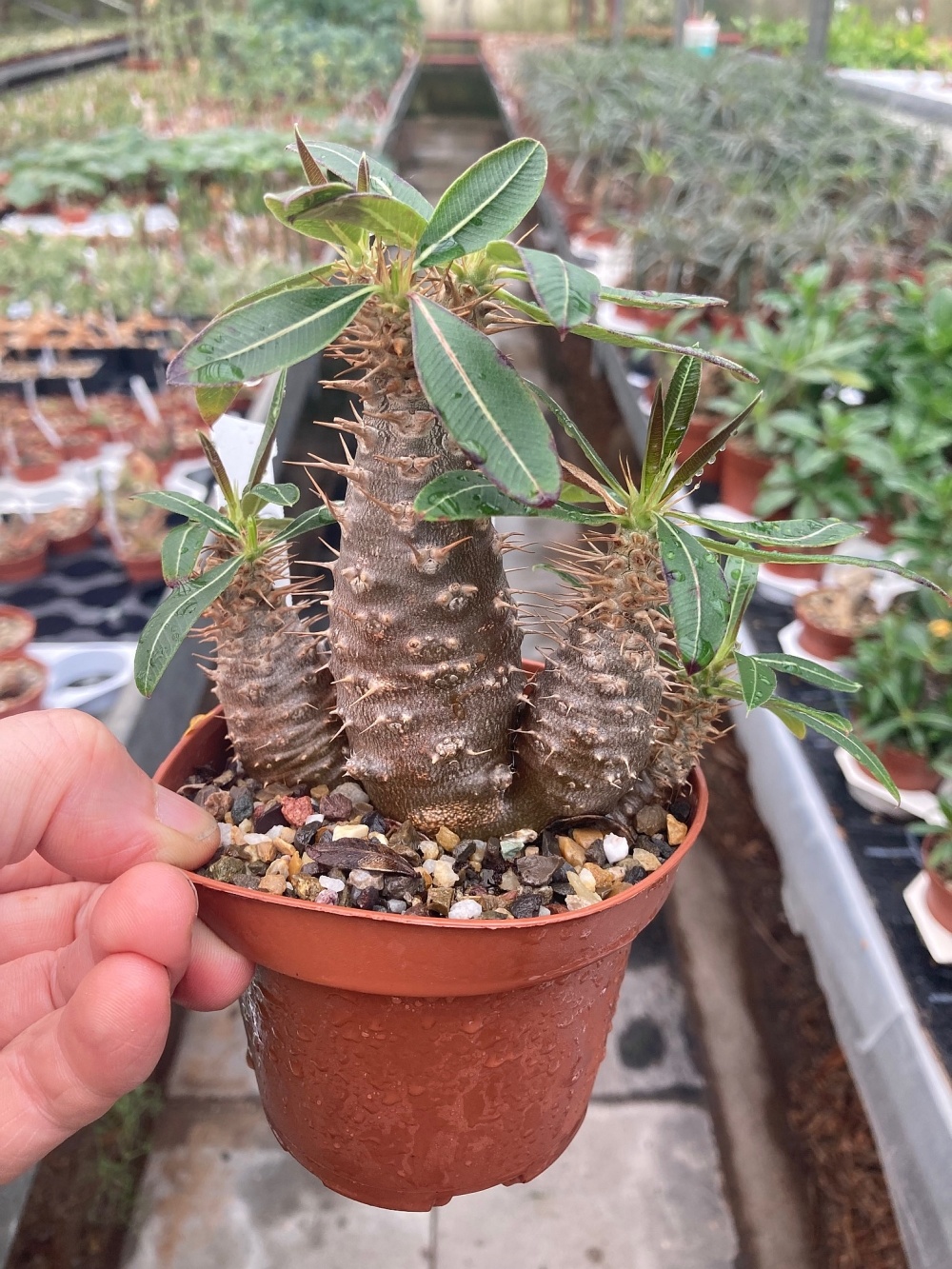 Pachypodium rosulatum Uhlig Kakteen Über 5000 verschiedene Arten
