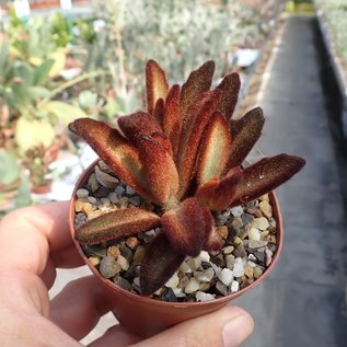 Kalanchoe tomentosa cv. Red Velvet