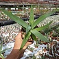 Agave attenuata cv. Boutine Blue