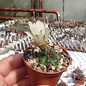 Gymnocalycium mesopotamicum